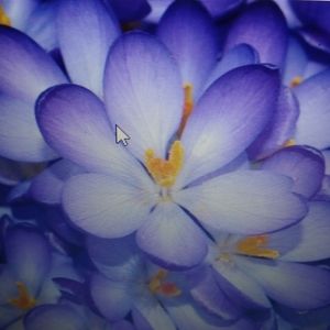 Meet your Posher, Janet